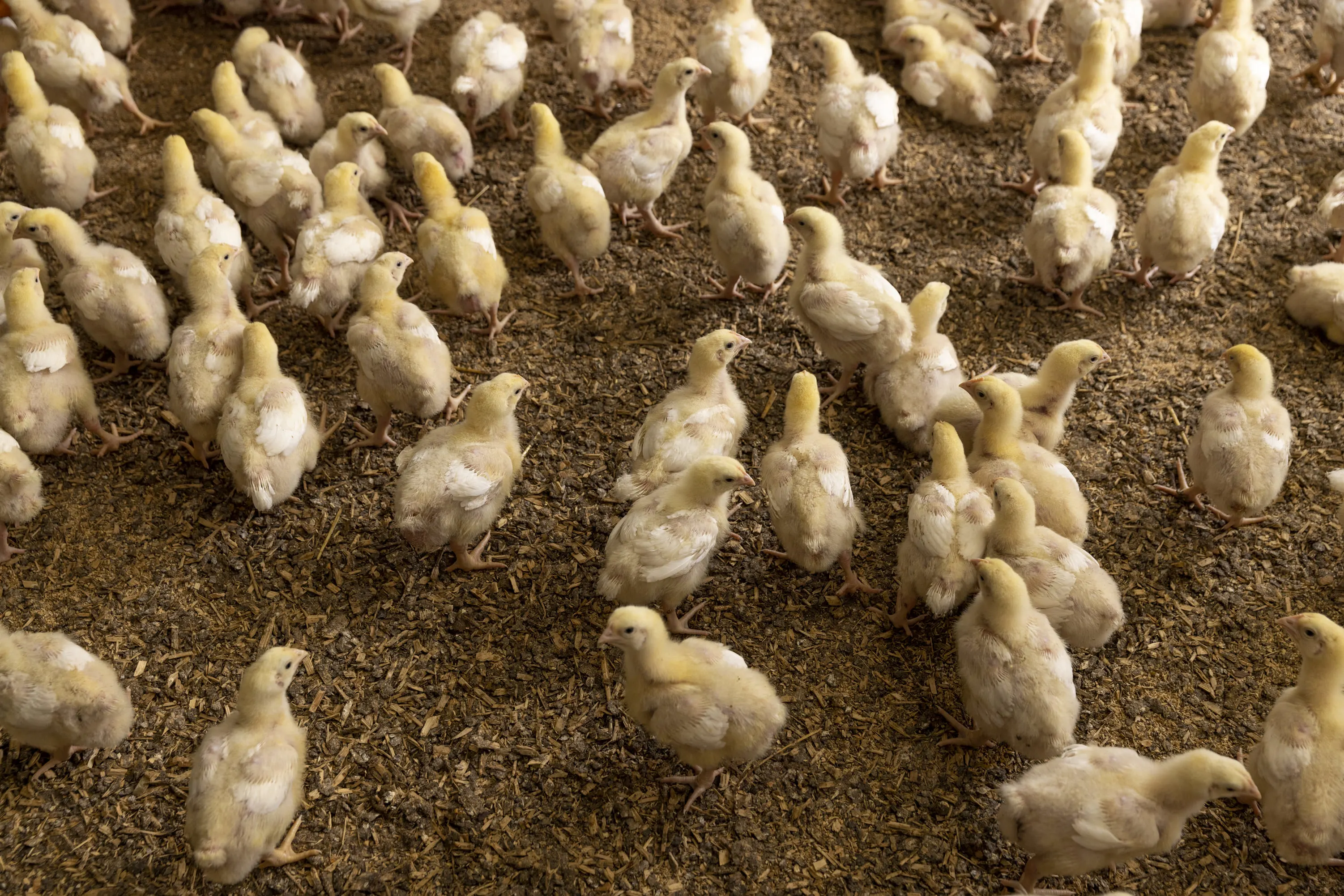 Poultry chicks in a farm environment representing biomass feedstock potential for waste-to-energy and gasification systems